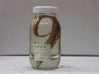 藏品(細頜鰻)的圖片